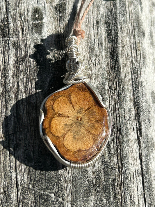 Ayahuasca Vine Slice
