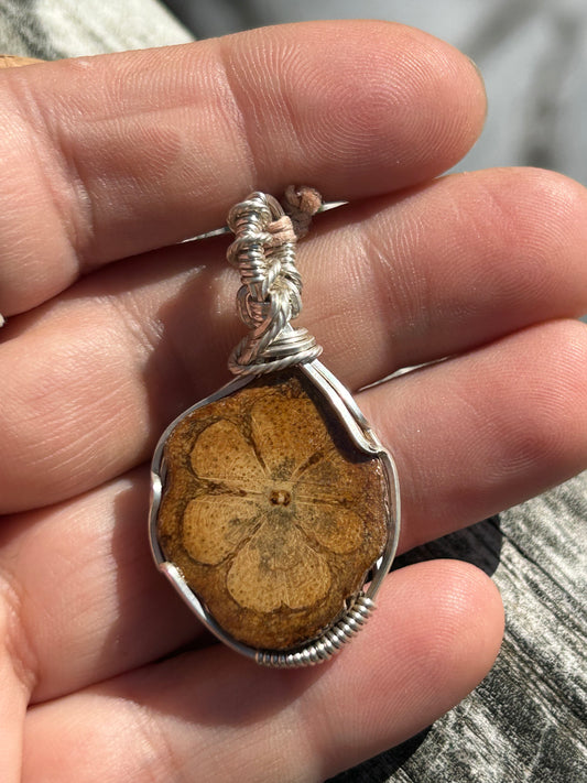 Ayahuasca Vine Slice