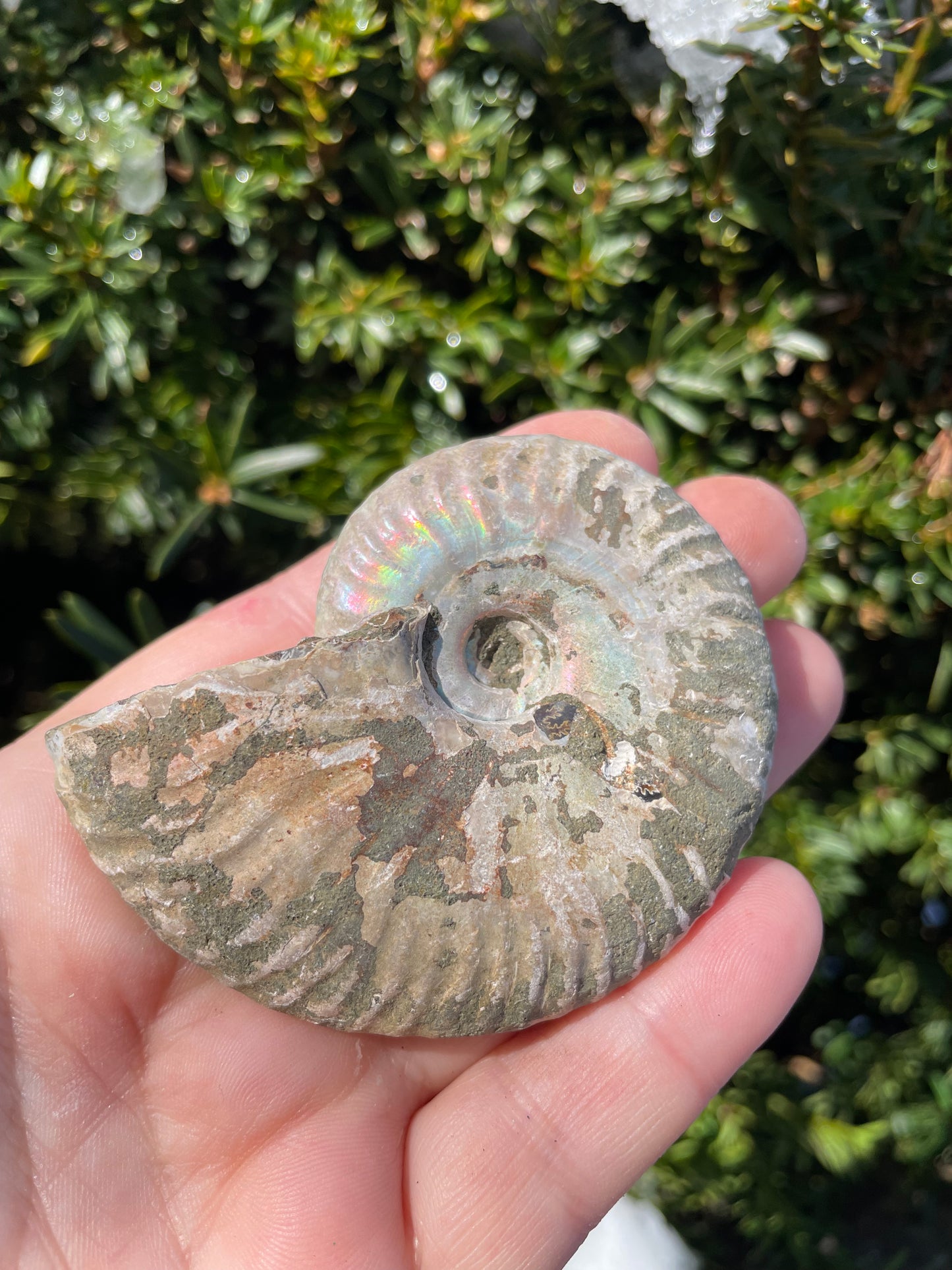Opalized Ammonite Shell